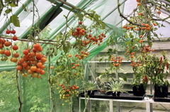 Greenhouse-11.JPG