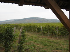 Patricius-07.jpg