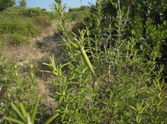 Languedoc-28.JPG