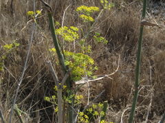 Languedoc-27.JPG