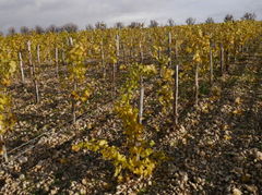 106-Pouilly.JPG