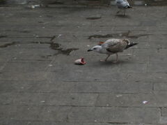 Venice-22.JPG