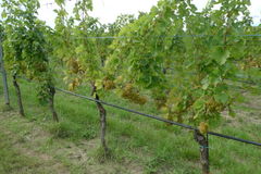 015-Brundlmeyer.JPG